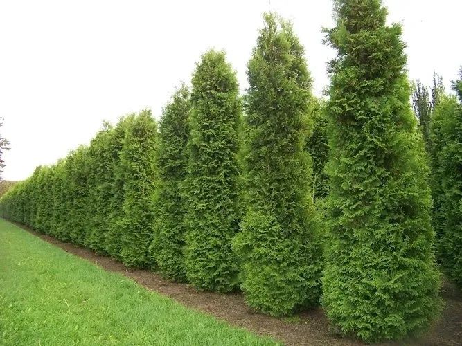 Oddam około 60 wyciętych tui np. na opał lub do przerobienia na ściółka