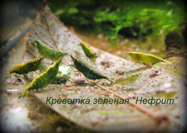 Аквариумные креветки всех цветов.