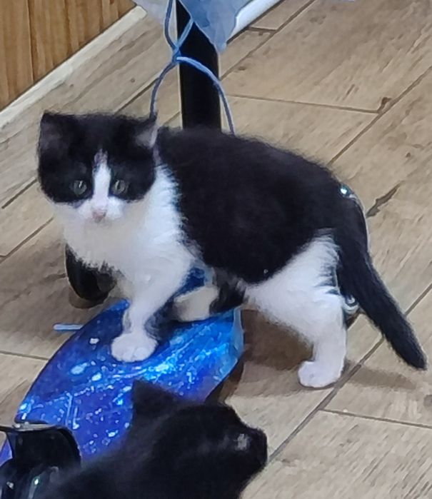 Симпатичні кошенята