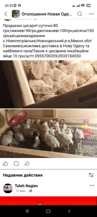 Продаю цесарки молодняк