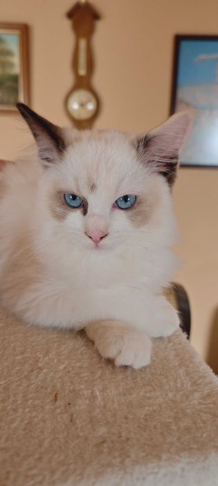 Ragdoll Śliczne kocięta z rodowodem