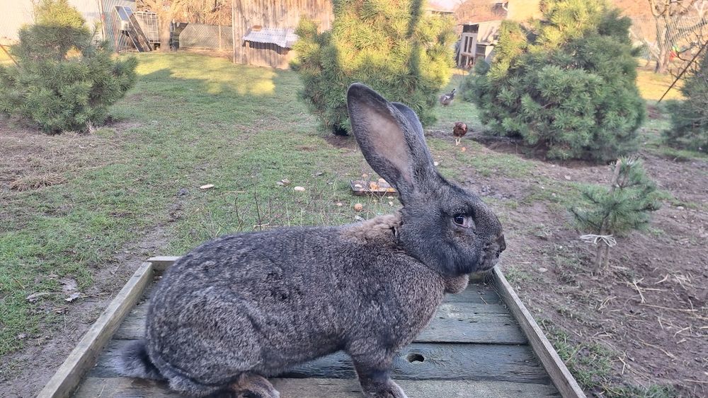 Olbrzym belgijski  szary