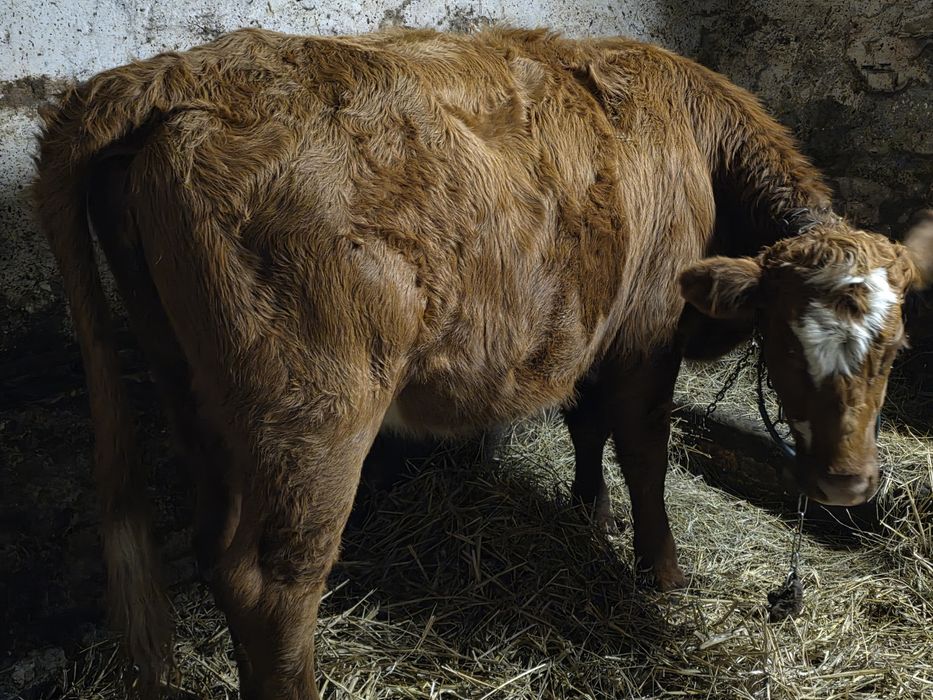 Jałówka mięsna liemousine