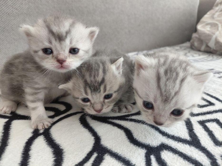 Котята шотландские
