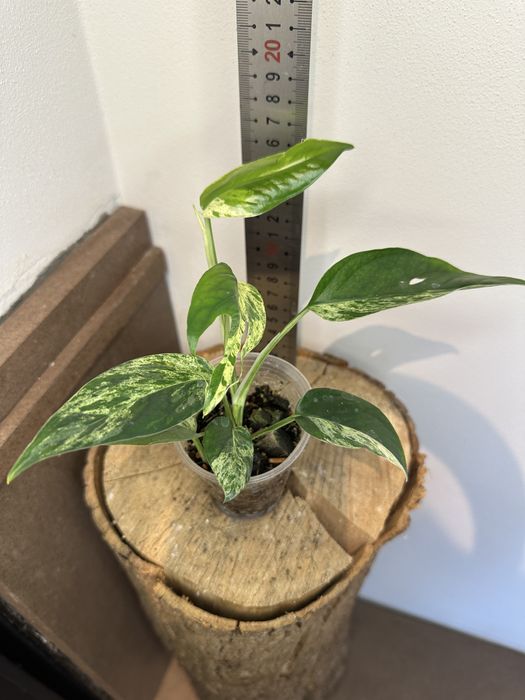 Епіпремнум Epipremnum White Marble