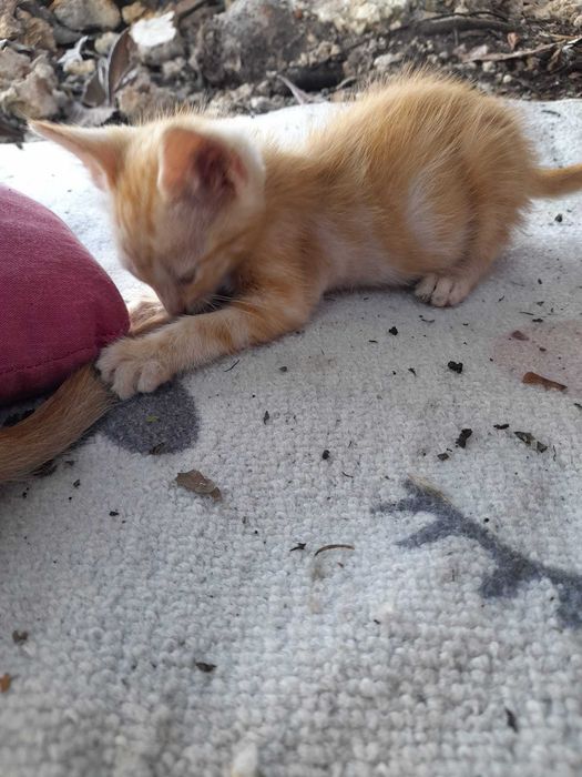 Gatinhos "Raios de Sol" prontos para adoção