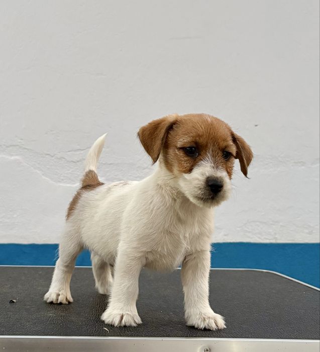 Jack Russell Terrier puppy c/Afixo e LOP