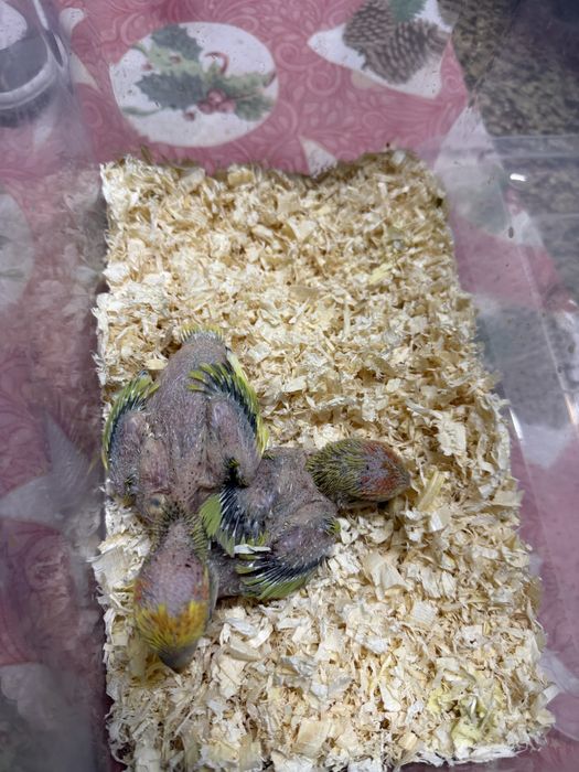 Agapornis roseicollis