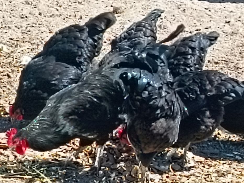 Galinhas E galos jersey gigante para venda