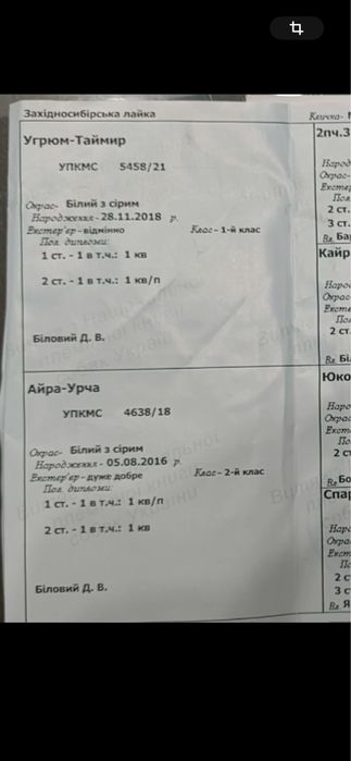 Кобель на вязку Міг