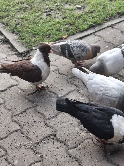 Młode strassery  czarne.Pilnie sprzedam. .