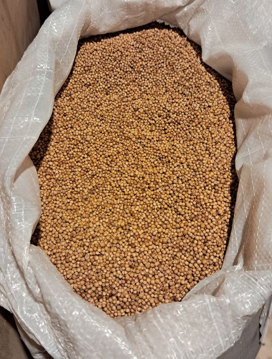 Kolendra INDYJSKA Coriander Seeds  Whoke  całe ziarna  1kg przyprawa