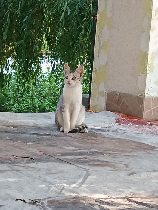 Trzy kotki szukają kochającego domu