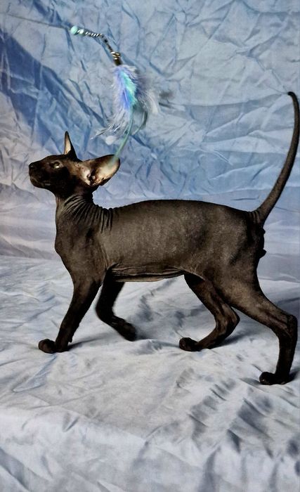 Peterbald kociak