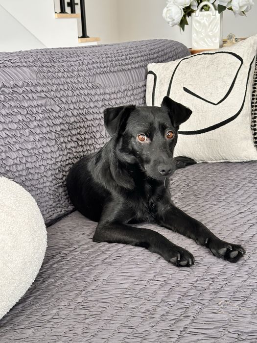 Niunia- delikatna sunia do adopcji.