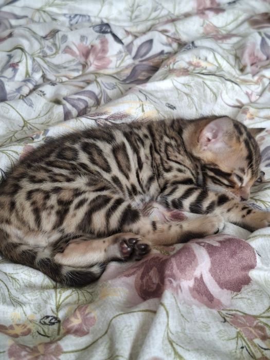 Бенгальский котенок