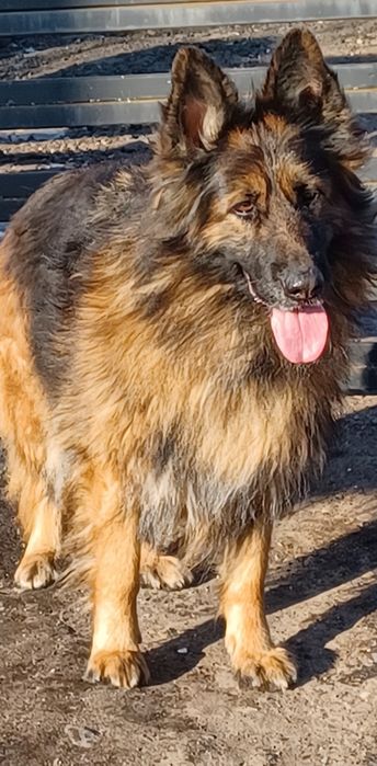 Oddam za darmo sunie owczarka niemieckiego