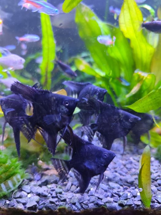 Skalar.  czarny ok 6cm