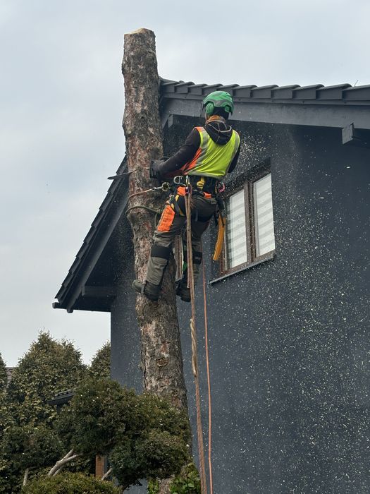 Prace wysokościowe /Wycinka i pielęgnacja drzew