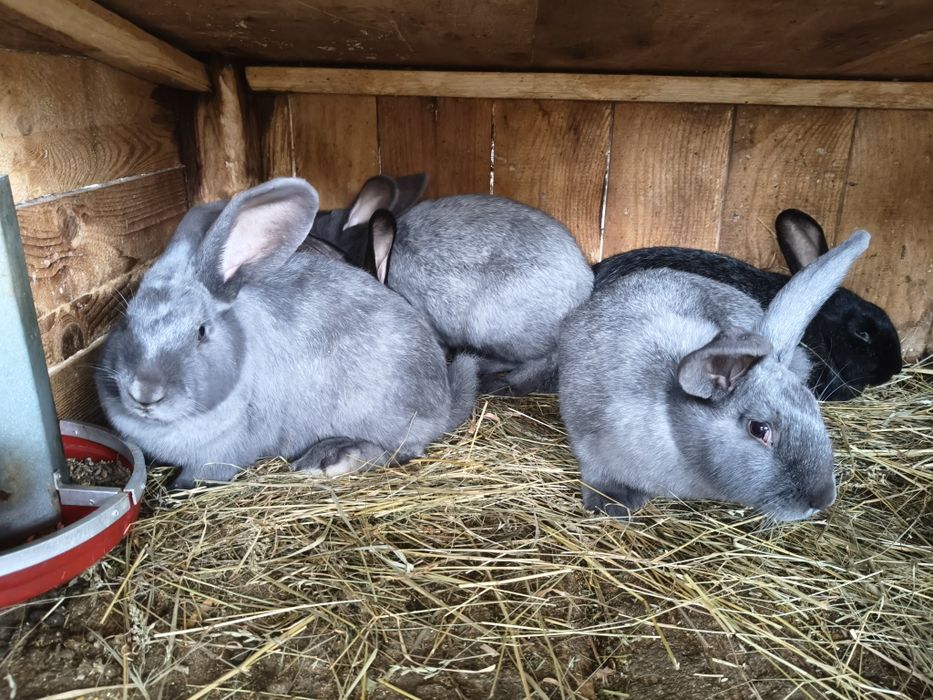 Кролики полтавського срібла і панон