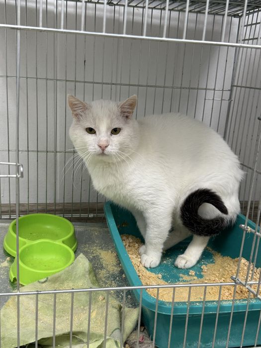 Віддаємо білого кота