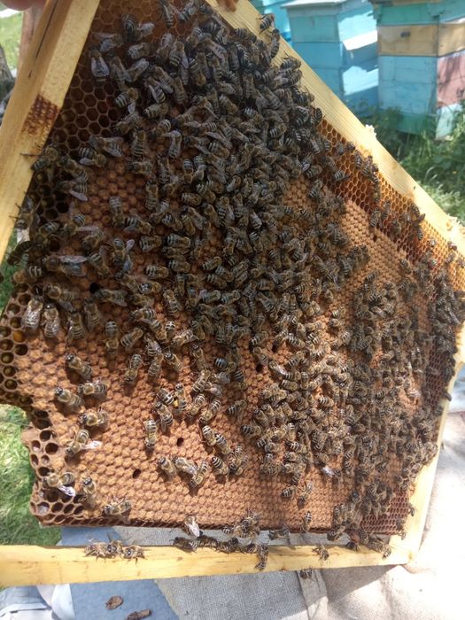 Бджоломатки Карніка