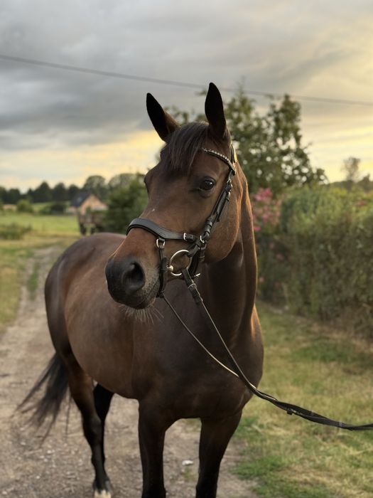 Klacz Deutsches Sportpferd