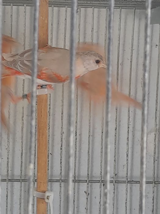 Cardinalitos da Venezuela