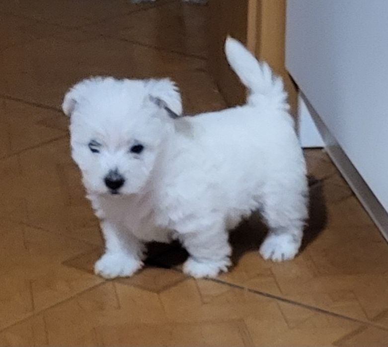 West Highland White Terrier