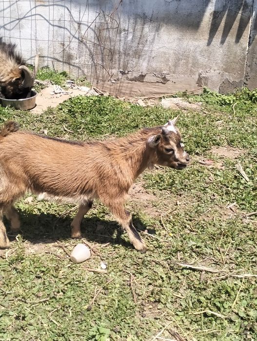 Vendo cabrito anão puro nascido dia15/02/2026