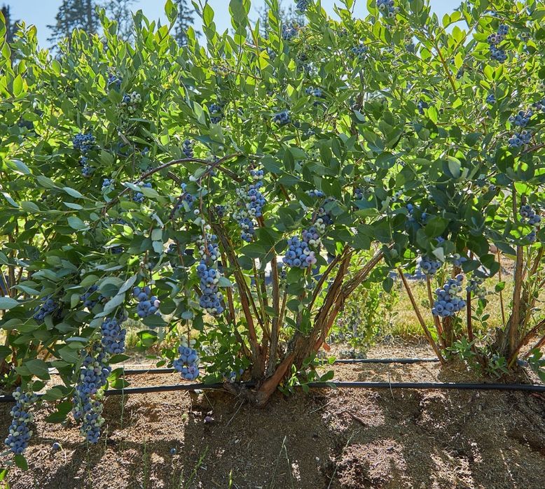 Агробізнес , ягідне фермерське господарство біля Львова, виробництво.