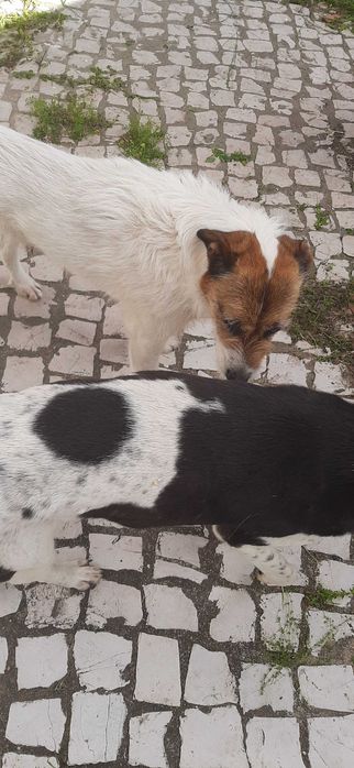 cão para adopção consciente