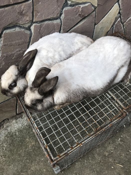 Кролі саландери Кітна самка та самець