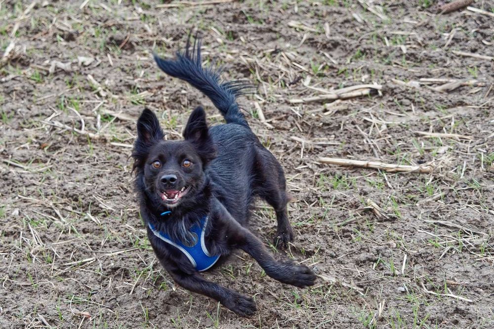 Obiektyw Olympus M.ZUIKO DIGITAL 40-150mm f/2.8 PRO jak nowy