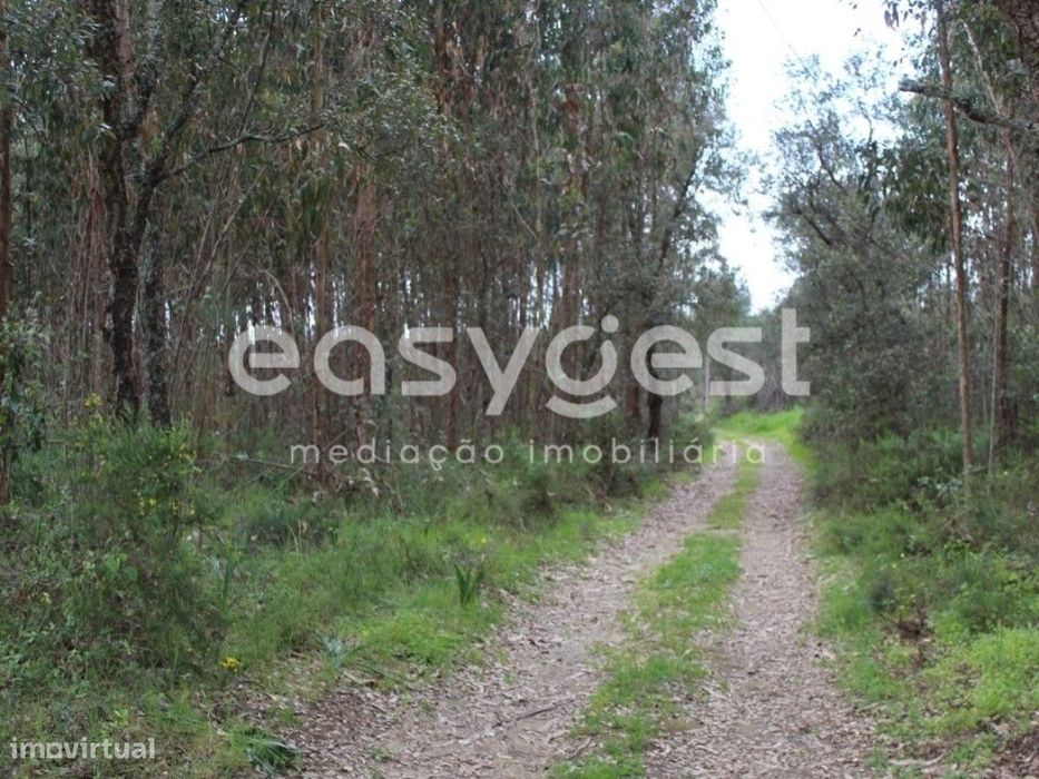 Terrenos com área total de 11080m2 maioritariamente Pinhal