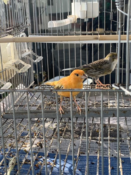 Vendo casal de canarios