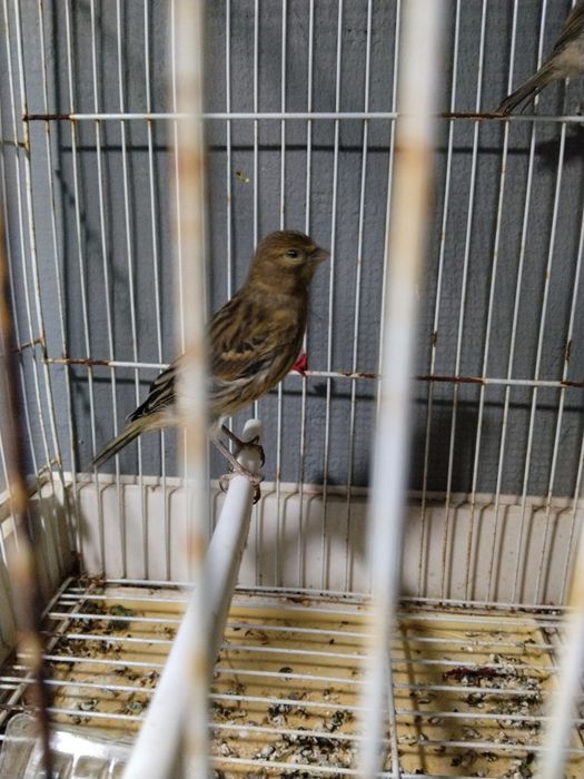 Mistura de Canário belga com canário goldster