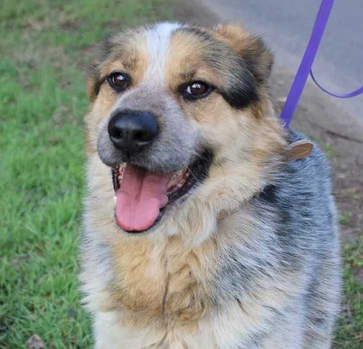 Starszy psiak o wielkim sercu - kocha wszystkich, łagodny i pogodny