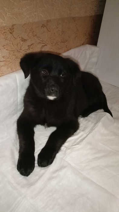 Цуцик в добрі руки. Терміново!