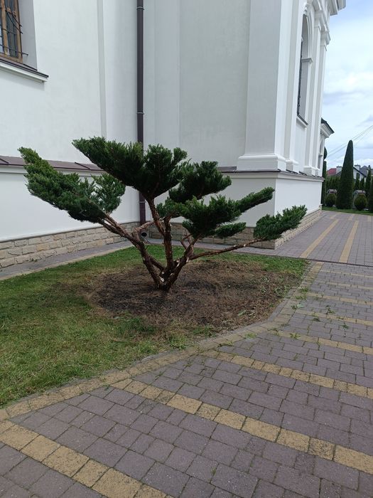 Бонсай, нівакі, топіар, стрижка, догляд