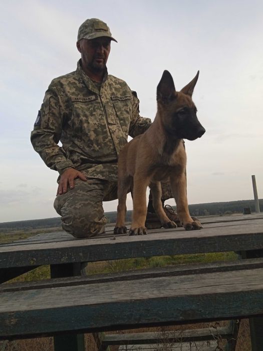 Цуценята Малінуа