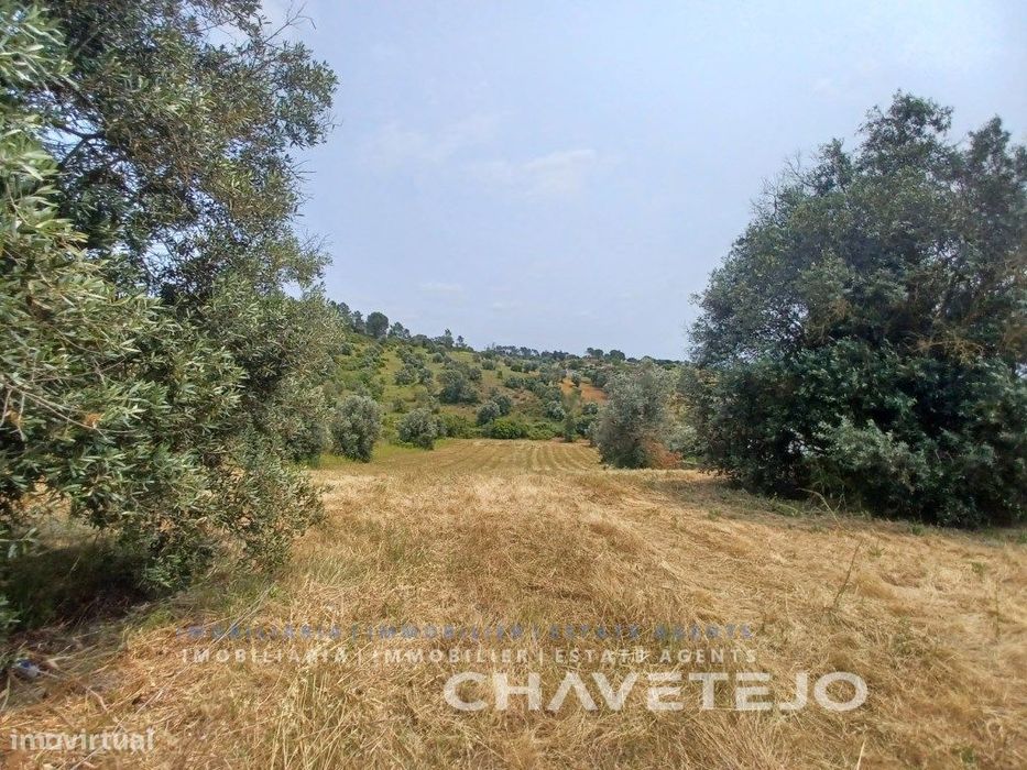 Terreno com 28.000 m2 a cerca de 8 km de Tomar.