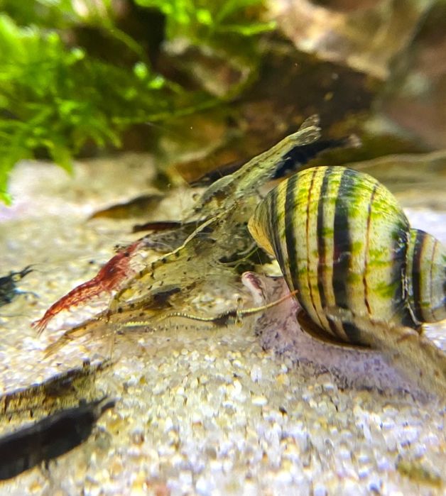 Krewetki akwariowe neocaridina kundelki