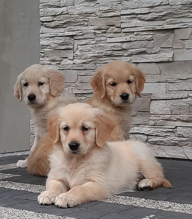 Golden retriever
