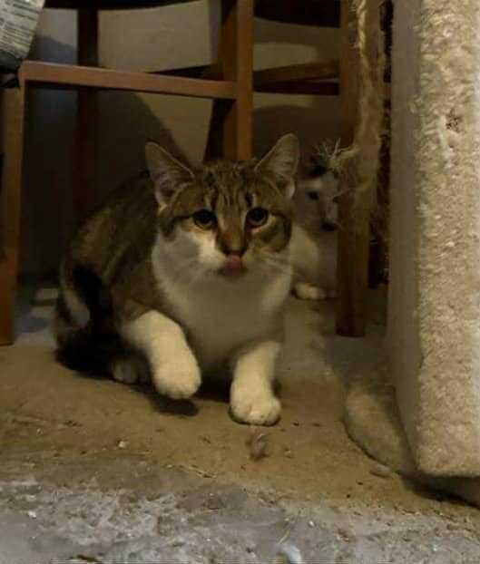 Lilu śliczna kotka szuka domu