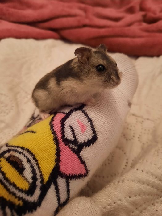 Хомячки маленькие, джунгарики