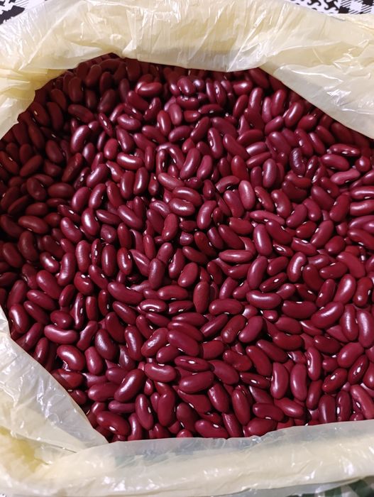 Квасоля, Red Kidney,2025