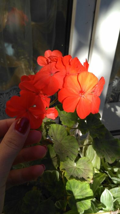 Пеларгонія багато сортів