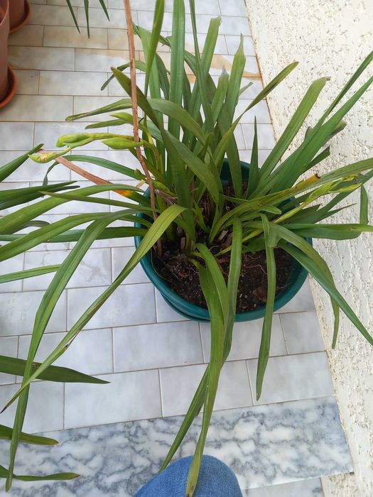 Vasos de Orquideas Amarelas Novas