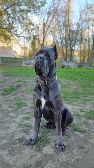 Кане Корсо шукає наречену